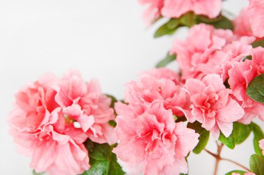 Pembe açelya çiçeği