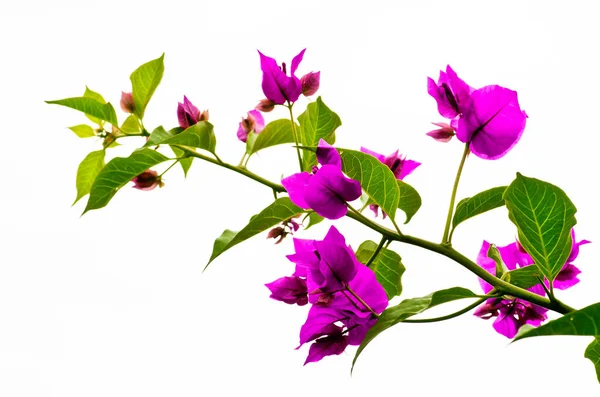 Bougainvillea Zimě Singapuru — Stock fotografie