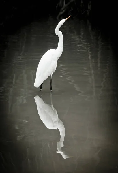 Singapore Heron National Bird Park — Stock Photo, Image