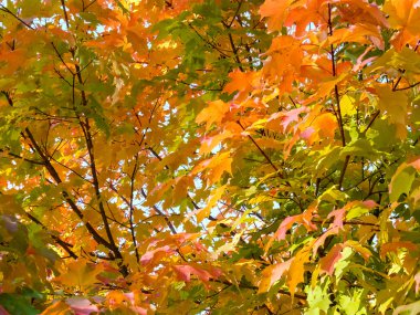 Güneşin renkli yaprakları