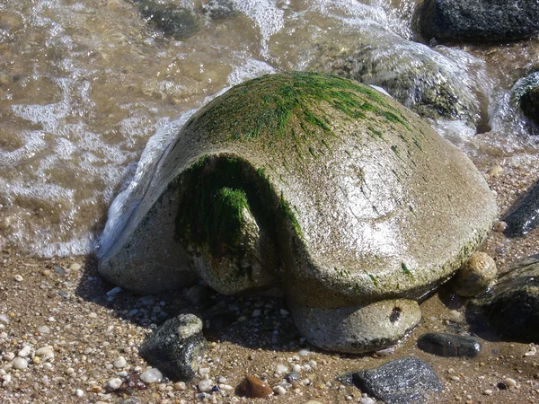 Tortuga de piedra en la orilla del mar — Foto de Stock