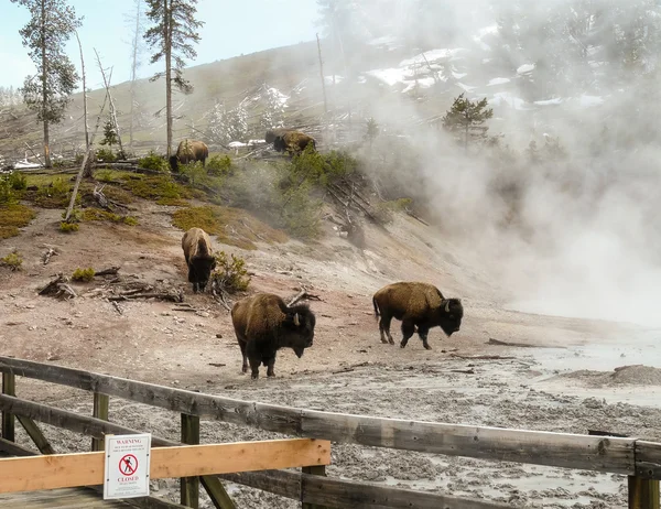 Yellowstone Parkı sürüde Amerikan bizonu