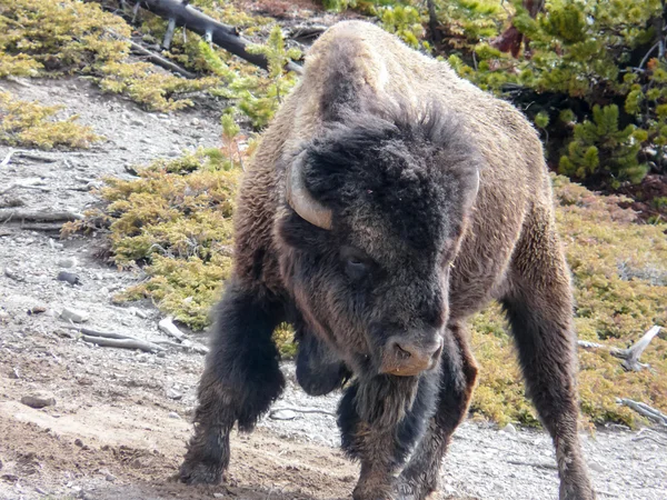 Agresif Bison, Yellowstone Milli Parkı