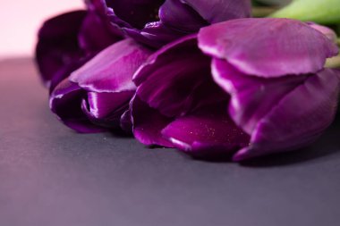 Bahar çiçekleri. Siyah pembe arka planda bir buket mor lale. Her durum için bir buket.