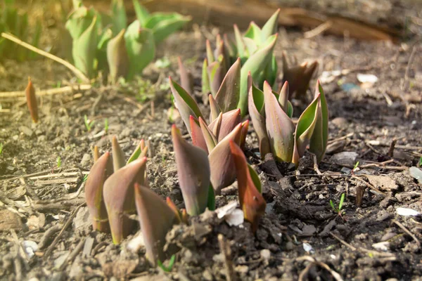 Germogli Tulipano Iniziano Germogliare Dal Terreno Una Calda Giornata Primaverile — Foto Stock