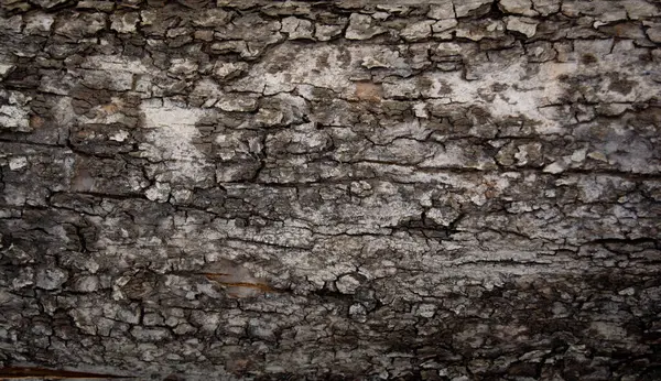 Textura Corteza Del Árbol Viejo Superficie Madera Gris Antecedentes Sus — Foto de Stock