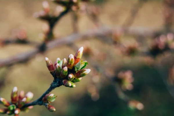 Перші Весняні Бруньки Квітучої Вишні Сакура Тло Весняного Сезону — стокове фото