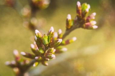 Çiçek açan kirazın ilk bahar tomurcukları - sakura. Bahar sezonu için arka plan. Bahçede ılık bir bahar günü. Güneş ışığı bitkinin üzerine düşüyor. Yavaş yaşam