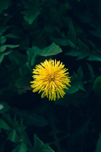 Желтый одуванчик расцвел на фоне зеленых листьев и травы — стоковое фото