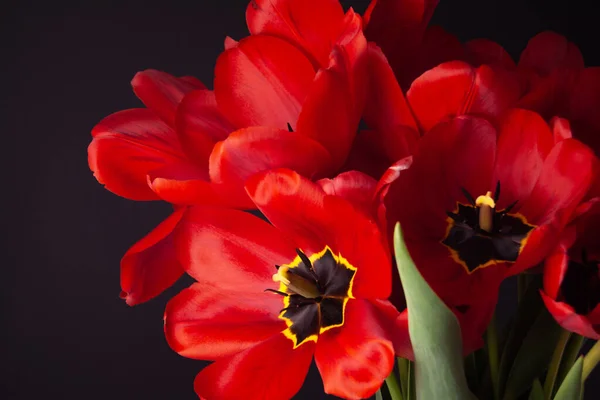 Aberto tulipas vermelhas frescas no fundo preto — Fotografia de Stock