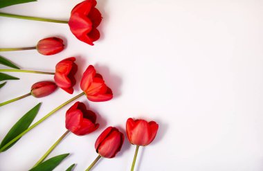 Beyaz arka planda kırmızı açan lale.