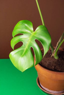 Canavar - evde oyulmuş yapraklı tropikal çiçek