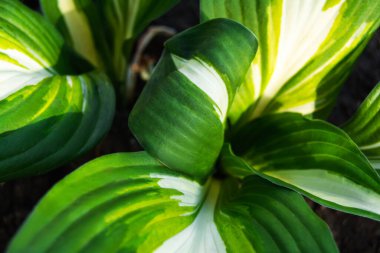 Taze yeşil desenli yaprakların arka planı. Doğa yakın.