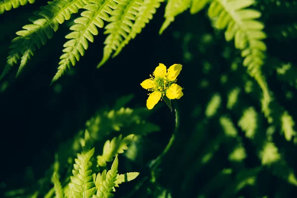 Yeşil eğreltiotu yaprakları ve sarı küçük çiçek — Stok fotoğraf