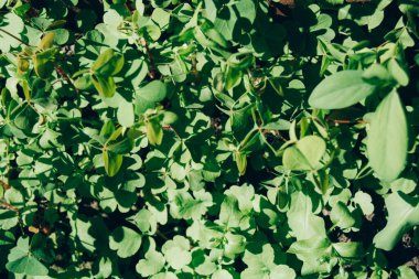 Çimenler topraktan filizlenmeye başlar.