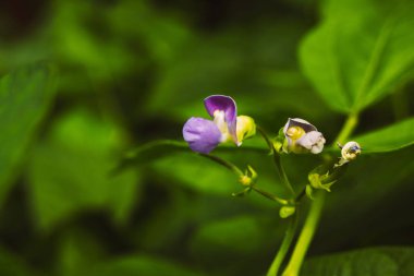 Fasulye yetiştirme, tarım, yeşil sebzeler. Besleyici ve sürdürülebilir gıda