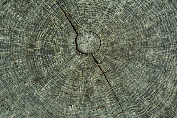 Textura de madeira de uma árvore de redução, anéis de tronco — Fotografia de Stock