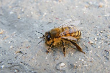 Gri betonda bir arı makro çekimi