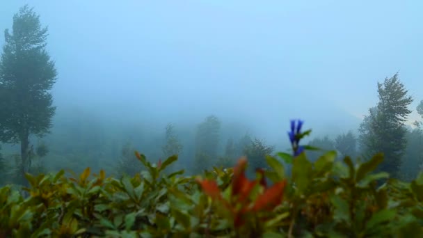 Nach Dem Regen Ist Nebelverhangenen Wald Ruhig Die Natur Genießen — Stockvideo