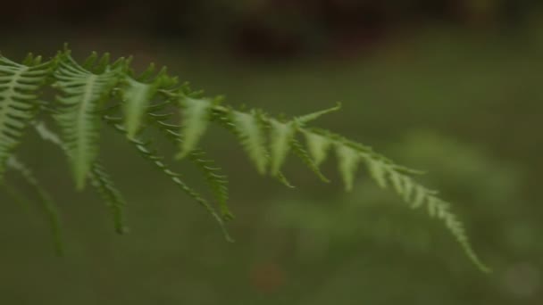Vue Rapprochée Une Branche Feuilles Vertes Épaisses Dans Forêt Sur — Video