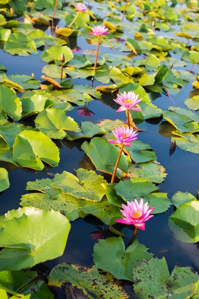 群性质一紫色或粉红色莲花与绿叶 — 图库照片