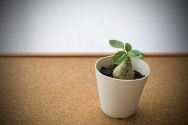 Mantar pano zemin üzerine tencerede küçük yeşil bitki