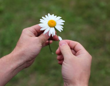Ellerinde papatya çiçek