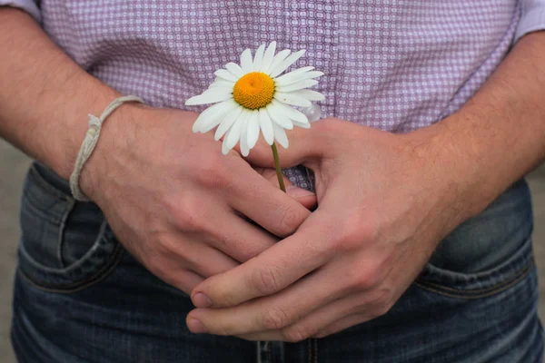 Μαργαρίτα λουλούδι στο χέρι — Φωτογραφία Αρχείου