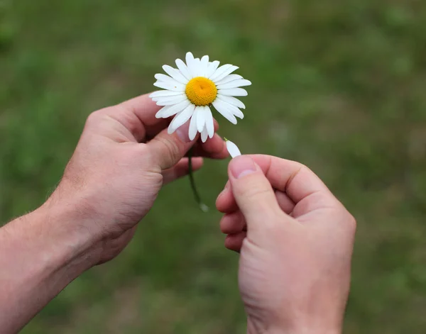 Ellerinde papatya çiçek