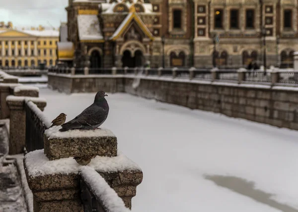 Pigeon Griboyedov Channel Petersburg Winter — Stock Photo, Image