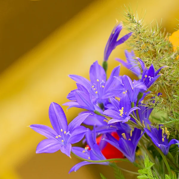 As flores de campo — Fotografia de Stock