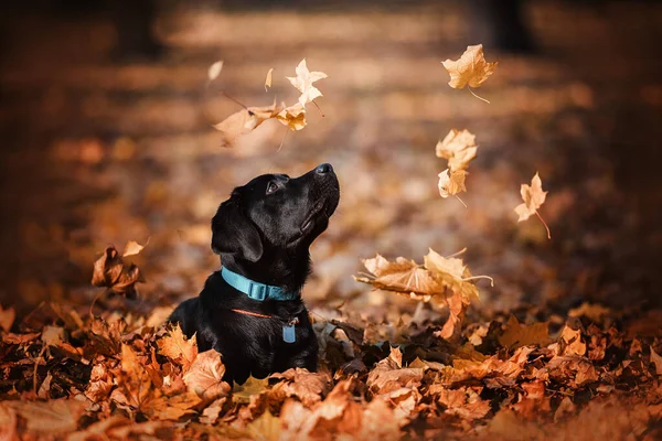 Labrador Sárga Őszi Levelekben — Stock Fotó