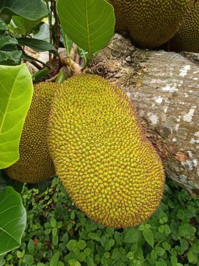 Ağaçtaki lezzetli meyvelerin yakın çekimi.