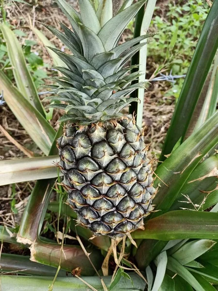 Fruta Abacaxi Jovem Jardim — Fotografia de Stock