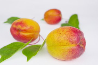 Beyaz arka plan üzerinde izole olgun kayısı