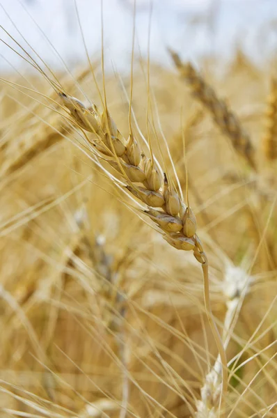 Wheat field  in background — Stock Photo, Image
