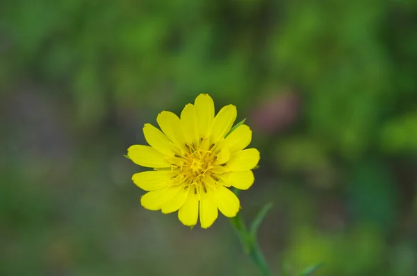 Bellissimo fiore giallo sullo sfondo — Foto Stock