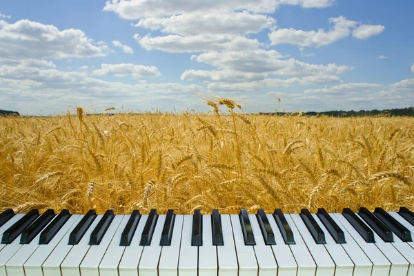 Müzik buğday alan, doğa ile piyano tuşları