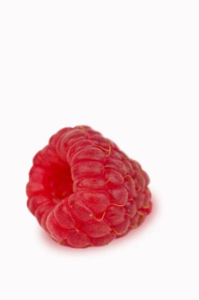 孤立在白色背景上的一个树莓 — 图库照片