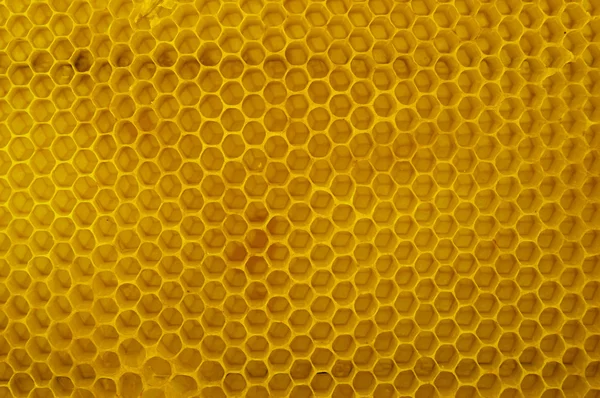 Honeycomb  on a wooden table. — Stock Photo, Image