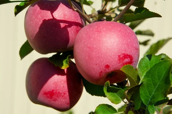 Bir ağaç üzerinde taze kırmızı elmalar — Stok fotoğraf