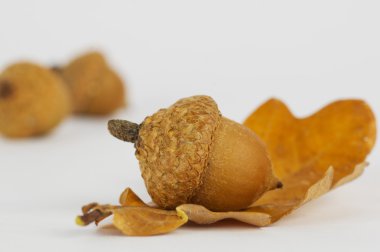 Meşe meşe palamutları sonbahar yaprakları