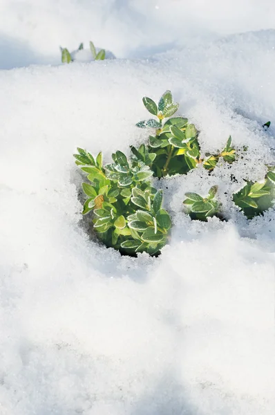 Зеленая трава в снегу — стоковое фото