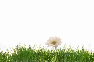 çim, beyaz arka plan üzerinde beyaz çiçek
