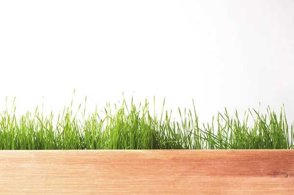 Panorama de hierba verde manantial aislado sobre fondo blanco. — Stockfoto