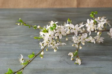 çiçekli dal kağıt doku. wabi sabi Japon tarzı. 