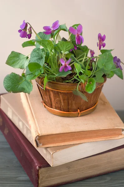 Violets in a basket on the books — Stock Photo, Image