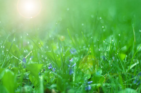 Green grass — Stock Photo, Image