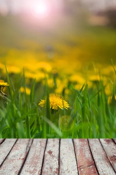Karahindiba çiçeklerle sarı yeşil çimen, Bahar phot yapraklarda — Stok fotoğraf