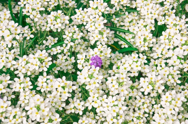 Tarlada beyaz çiçekler — Stok fotoğraf